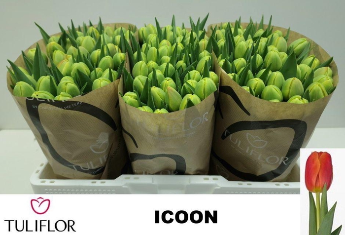 <h4>TU DU ICOON</h4>