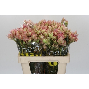 SERR BRIDAL PINK