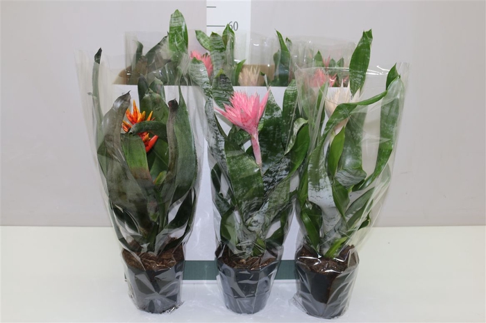 <h4>Aechmea Gemengd</h4>