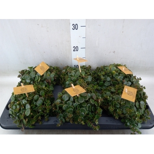 Sedum makinoi 'Kosmosje'