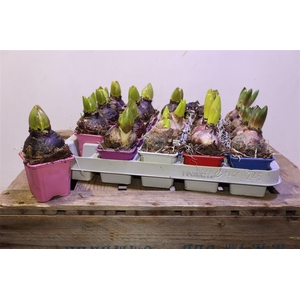 arr8 Hyacin Gem 5 Kl