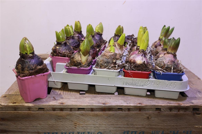 <h4>arr8 Hyacin Gem 5 Kl</h4>