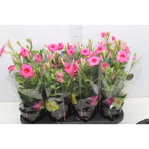 MANDEVILLA ROSE QUEEN P14 PREMIUM