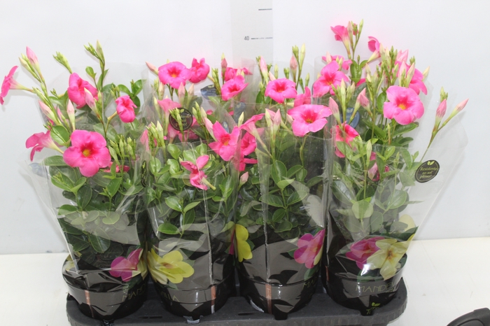 MANDEVILLA ROSE QUEEN P14 PREMIUM