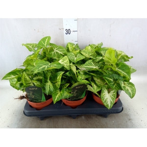 Syngonium  'Arrow'