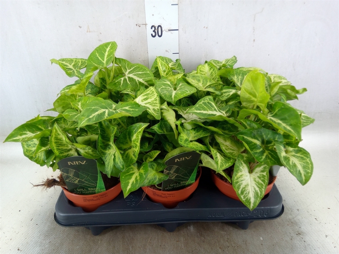 <h4>Syngonium  'Arrow'</h4>
