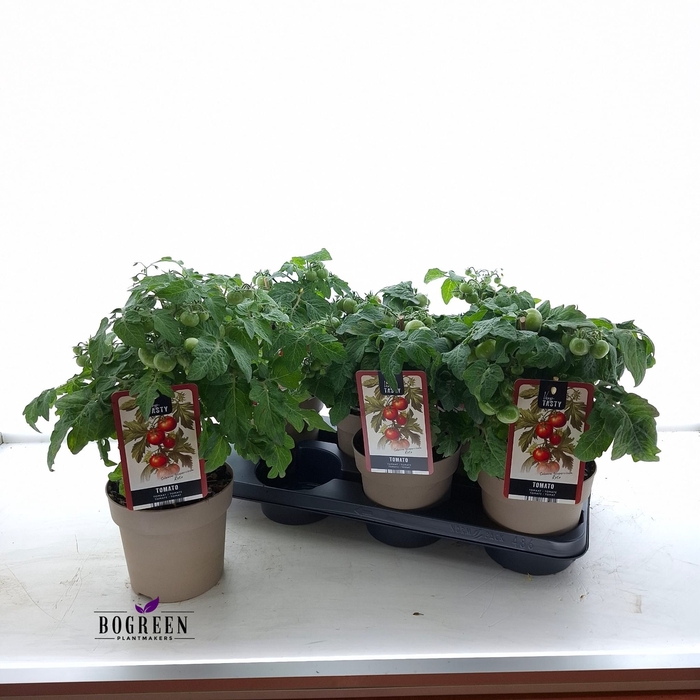 <h4>TOMATENPLANTEN</h4>