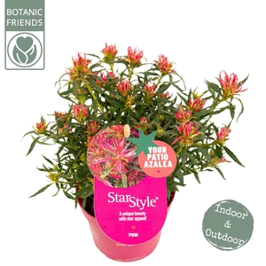Azalea 'Starstyle Pink' ®