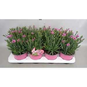 Dianthus  'Pink Kisses'