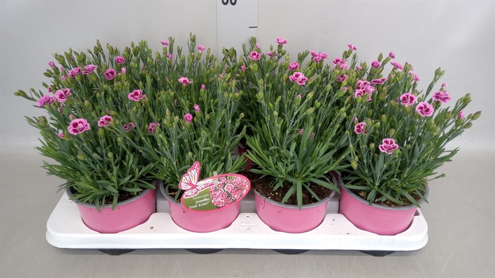 <h4>Dianthus  'Pink Kisses'</h4>