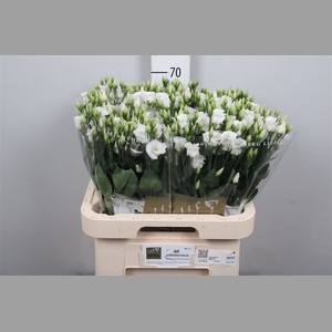 Eus E Picco White