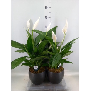 Spathiphyllum 'Bingo Cupido'