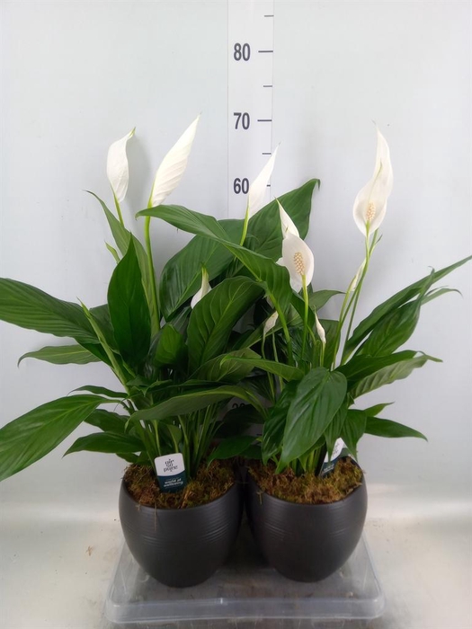 <h4>Spathiphyllum  'Bingo Cupido'</h4>