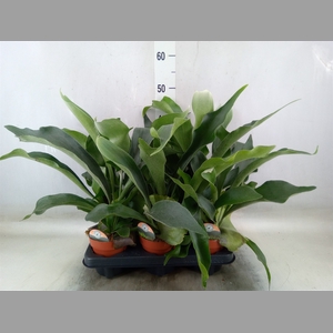 Platycerium bifurc.