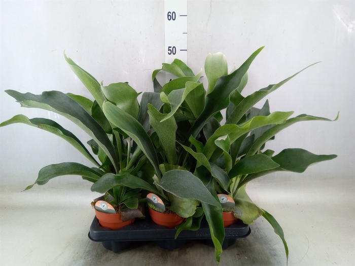 <h4>Platycerium bifurc.</h4>