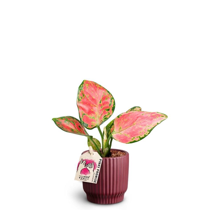<h4>AGLAONEMA COMMUTATUM</h4>