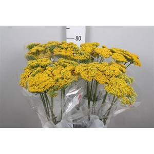 Achil F Parker Variety