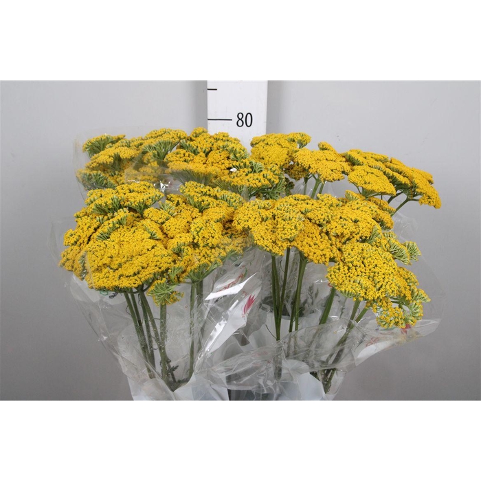 <h4>Achil F Parker Variety</h4>