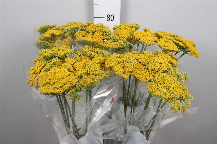 <h4>Achil F Parker Variety</h4>