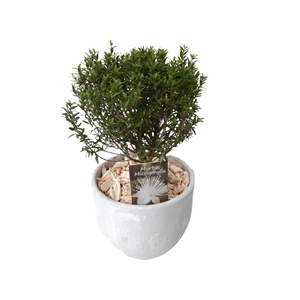 Arr.   Kamerplant Groen L%