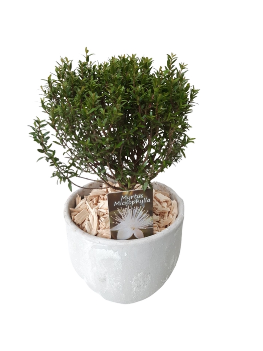 <h4>Arr.   Kamerplant Groen L%</h4>