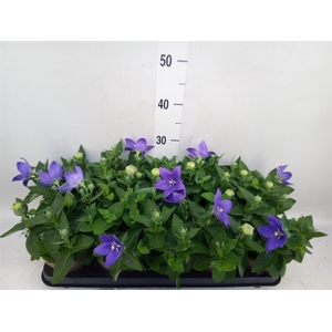 Platycodon grand. 'Astra Blue'