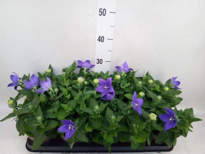 <h4>Platycodon grand. 'Astra Blue'</h4>