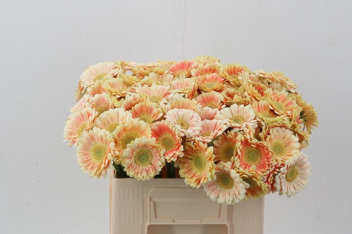 <h4>Ge Mi Tompouce</h4>