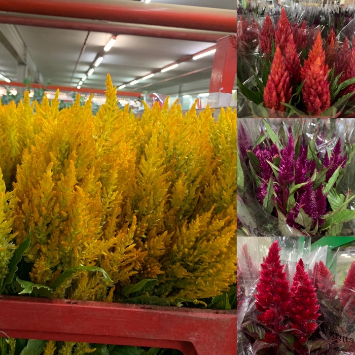 Celosia Plum Mix