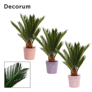 Cycas revoluta 12 cm, 6+ veren in Romy (Party Love-collection)