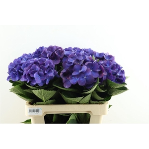 Hydr M Fa Anne 60-14