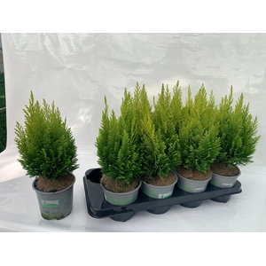 Chamaecyparis lawsoniana Elwood's Empire