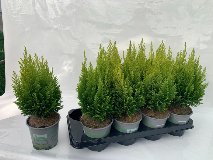 Chamaecyparis lawsoniana Elwood's Empire