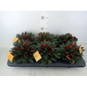 Peperomia caperata 'Rosso'