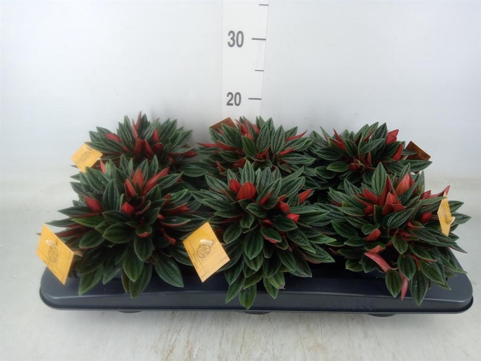 <h4>Peperomia caperata 'Rosso'</h4>