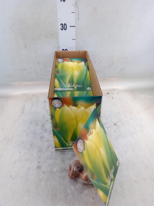 <h4>Tulipa   ...flowerbulbs</h4>