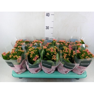 Kalanchoe blos. 'Serenity Pink'