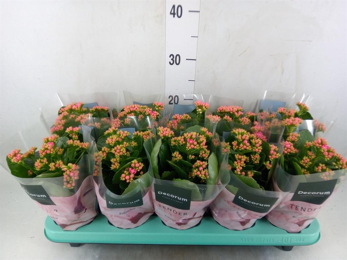 <h4>Kalanchoe blos. 'Serenity Pink'</h4>