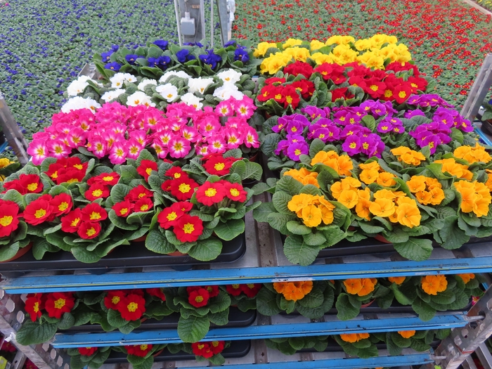 <h4>PRIM AC MIXK</h4>