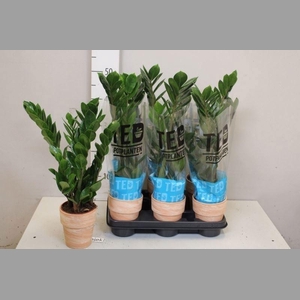 ZAMIO ZAMIIFOLIA
