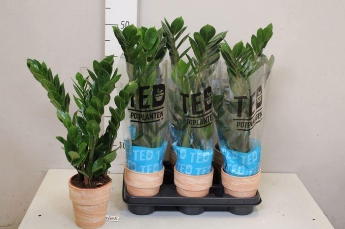 <h4>ZAMIO ZAMIIFOLIA</h4>