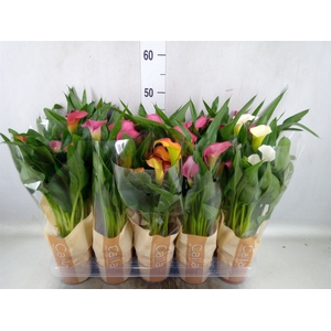 Zantedeschia   ...mix