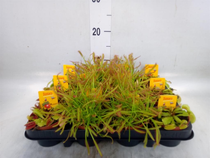 <h4>Dionaea muscipula</h4>