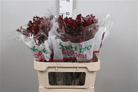 <h4>Anigoz Early Spring</h4>