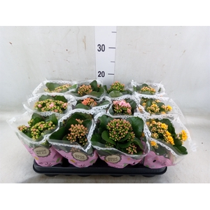 Kalanchoe blos.   ..mix