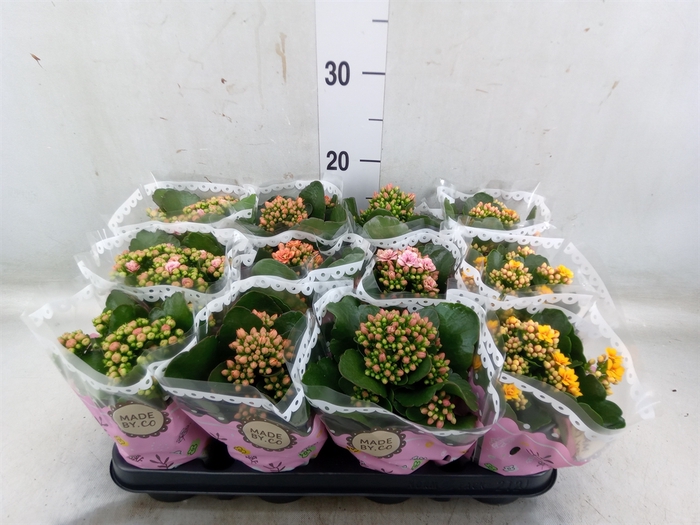<h4>Kalanchoe blos.   ..mix</h4>
