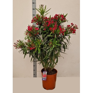 NERI OLEANDER