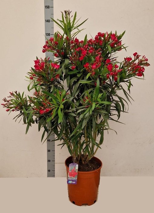 <h4>NERI OLEANDER</h4>