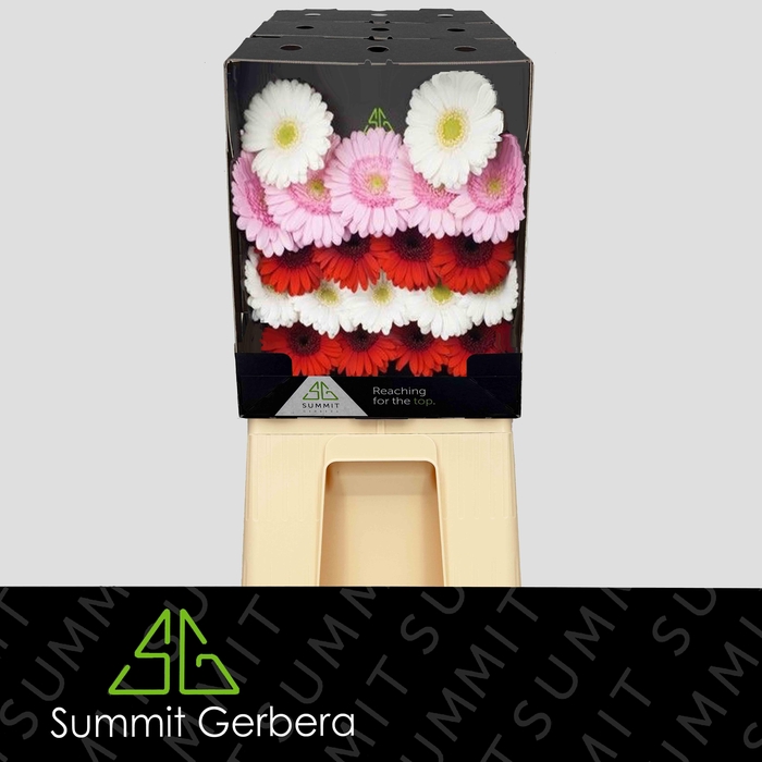 <h4>Germini Mix Rood Roze Wit Diamond</h4>