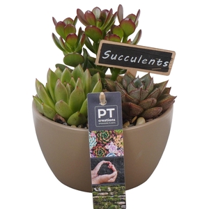PTSU8444 Arrangement Succulenten in keramiek schaaltje